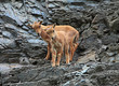 Barbary sheep - young bucks Barbary sheep - young bucks