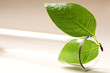 Test tube and leaf Test tube and leaf
