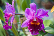 Purple orchids Purple orchids
