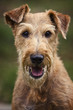 Irish Terrier