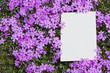letter[verbena_tenera]_012