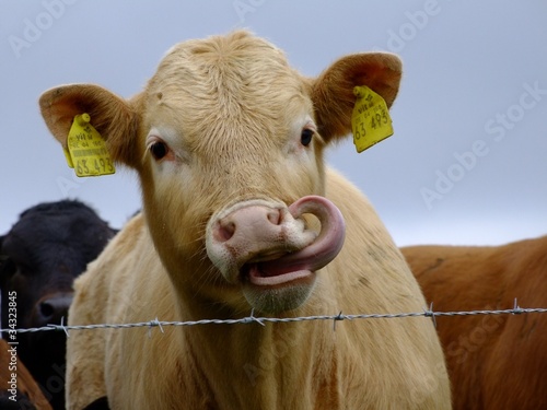 Photo: Kalb leckt sich die Lippen Kalb leckt sich die Lippen