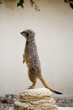 Suricate