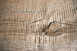 Old cracked wood Old cracked wood