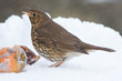 European Song Thrush with Apples in Winter Snowstorm