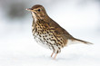 European Song Thrush Deep in Winter Snow