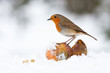Christmas Robin Redbreast with Apples in Winter Snow