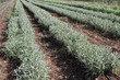 Herb white sage growing in israeli field.