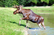 Elk
