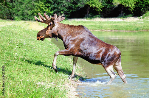 Photo: Elk Elk