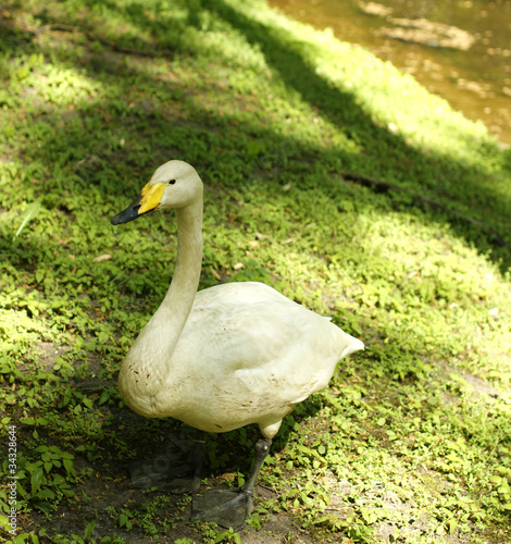 Foto: Singschwan-Cygnus cygnud Singschwan-Cygnus cygnud
