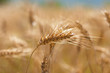 spighe di grano