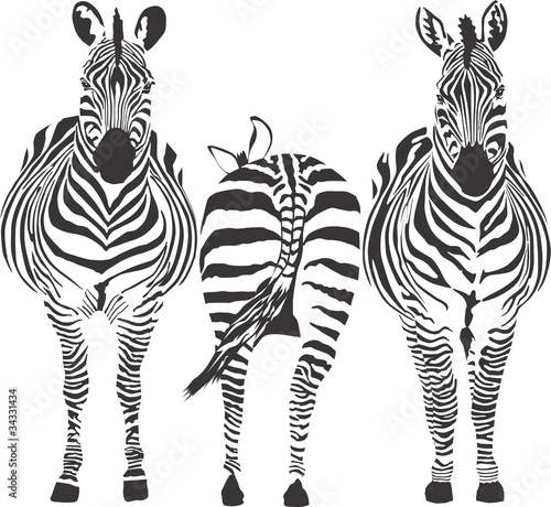 Vektor: Zebras Zebras