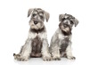 Miniature schnauzer puppies on white background