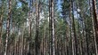 Forest timelapse Full HD