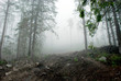 Misty forest in the mountains