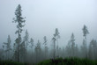 Misty forest in the mountains
