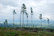 Trees against evening sky, High Tatras mountains