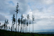 Trees against evening sky, High Tatras mountains