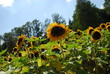 Sonnenblumen Sonnenblumen