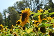 Sonnenblumen Sonnenblumen
