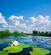 summer river with lilies summer river with lilies
