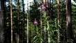 Flowers in forest Full HD