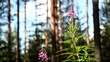 Flowers in forest Full HD