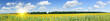 Plantation of golden sunflowers.