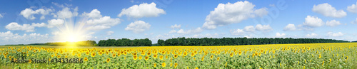 Photo: Plantation of golden sunflowers. Plantation of golden sunflowers.