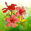 Vector: Hibiscus flowers & green background Hibiscus flowers & green background