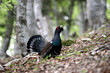 coq de bruyere coq de bruyere