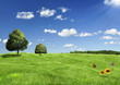 summer landscape