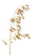Foto: Haferrispe Haferrispe