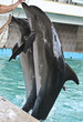 Dolphins