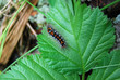 caterpillar eating leaf caterpillar eating leaf