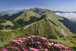 nature landscape with beautiful flower in Taiwan. nature landscape with beautiful flower in Taiwan.