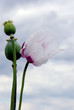 White poppies
