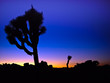 Silhouettes of  Joshua Trees