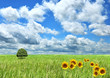 summer landscape