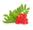 Blätter, Beeren
