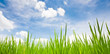 Green grass with blue sky background Green grass with blue sky background