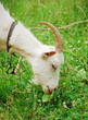 Goat in green grass
