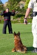 Police K9 Training