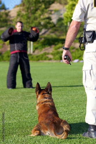 Photo: Police K9 Training Police K9 Training