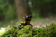 Feuersalamander (Salamandra salamandra)