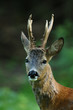 Reh, Rehbock, Rehwild