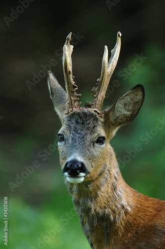 Foto: Reh, Rehbock, Rehwild Reh, Rehbock, Rehwild