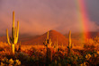 Rainbow sunset at the Saguaro National Park, Arizona, USA