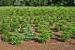 Tree nursery farm